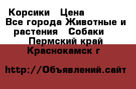 Корсики › Цена ­ 15 000 - Все города Животные и растения » Собаки   . Пермский край,Краснокамск г.